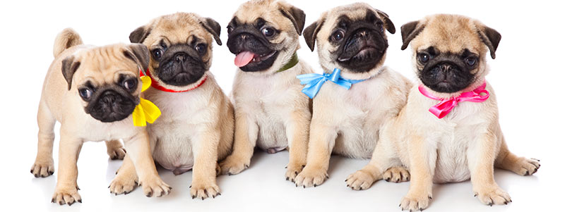 pugs puppies